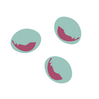 hand-drawn blueberry icons for Source Juicery with a light blue and deep purple accent